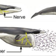 Illustration for article titled Big Whales Have Nerves Like Bungee Cords